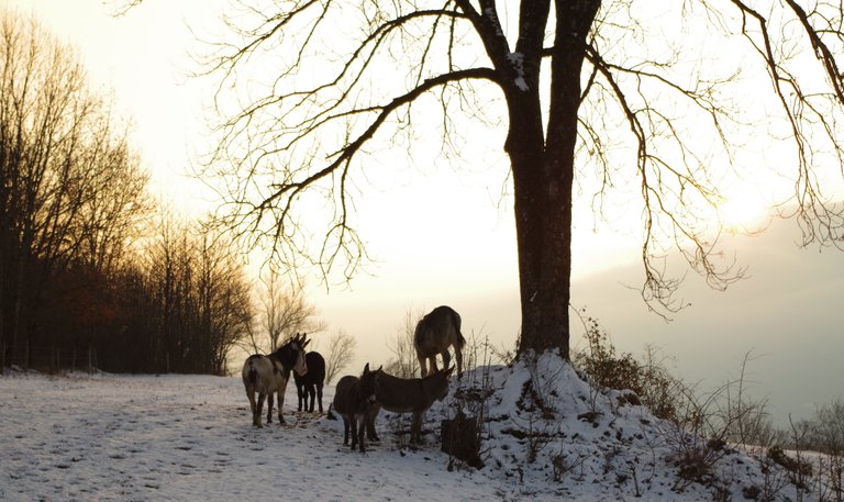 donkeys snow.jpg