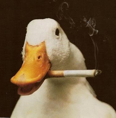 Funny-Duck-Smoking-Picture.jpg
