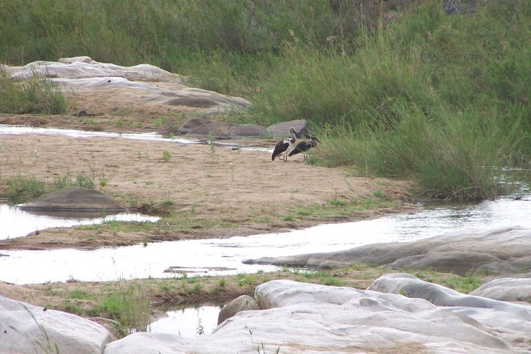 KNP Satara-Lower Sabi 2009 473.JPG