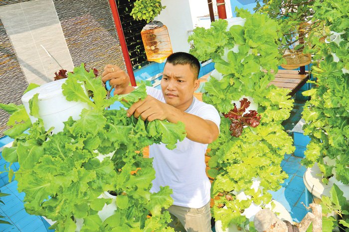 grow-veggies-1-tran-van-thao-1514806082.jpg