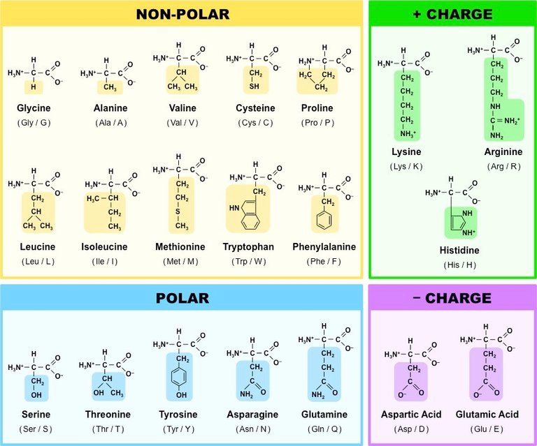common amino acids.jpg