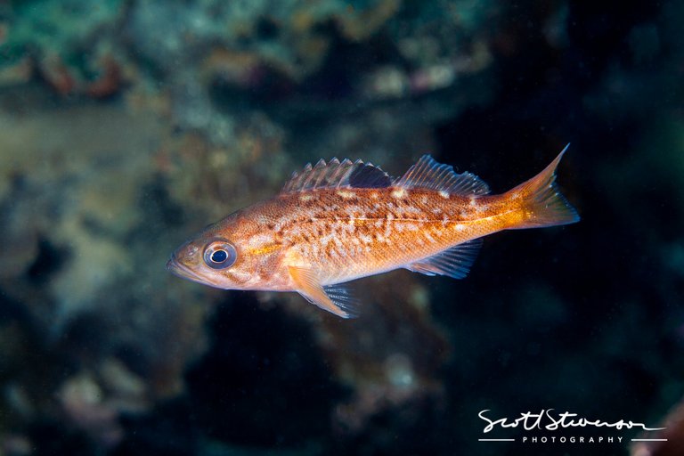 Black Rockfish-8.jpg