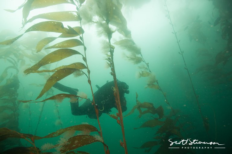 Kelp Forest-2.jpg