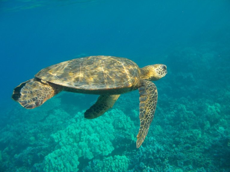 sea-turtle-717341_960_720.jpg