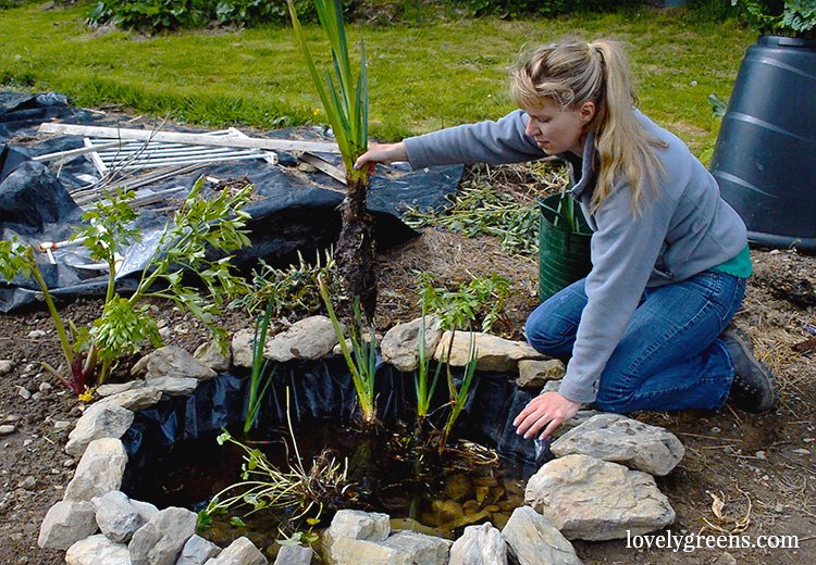 garden-pond.jpg