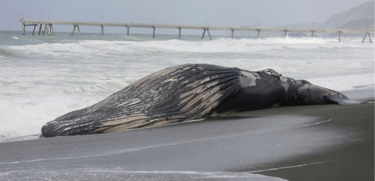 ballenas-muertas.jpg