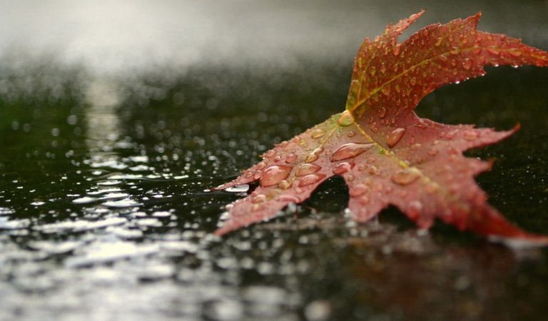 Nature___Seasons___Autumn_The_red_maple_leaf_on_the_ground_in_the_rain_100134_27.jpg
