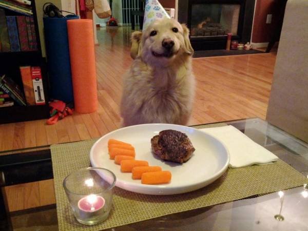 doggy birthday dinner.jpg