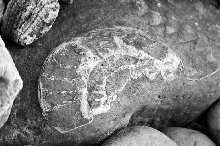 127710718001 - ammonite fossils on the beach at lyme regis bw.jpg