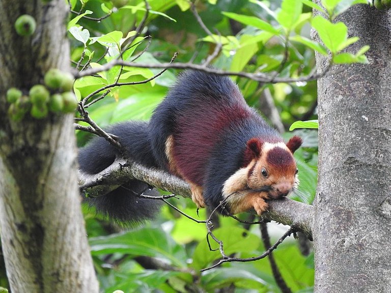 800px-Malabar_Giant_Squirrel_in_Kerala.jpg