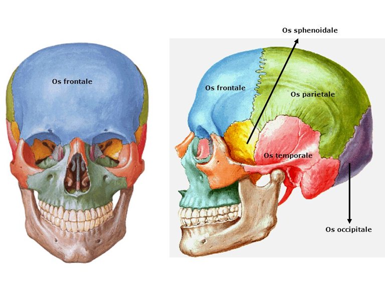 Os+sphenoidale+Os+frontale+Os+frontale+Os+parietale+Os+temporale+Os+occipitale.jpg