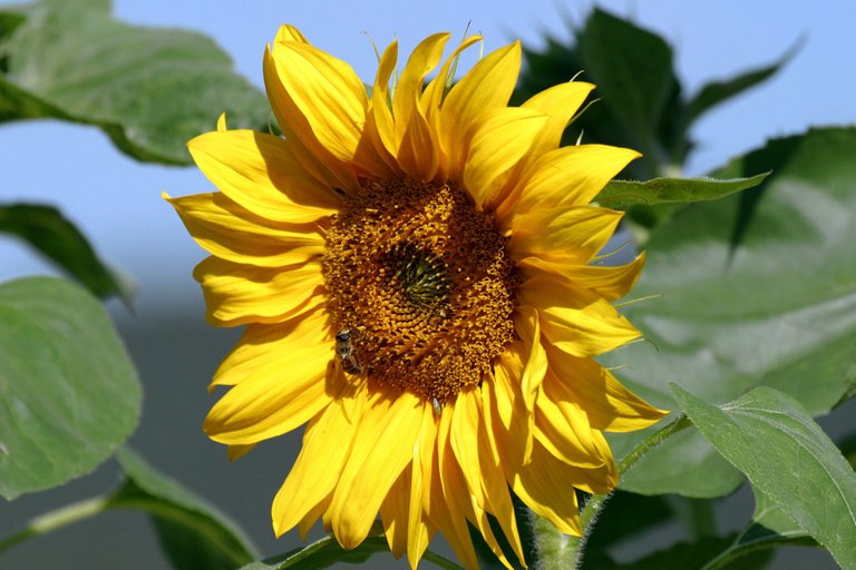 sonnenblume.jpg