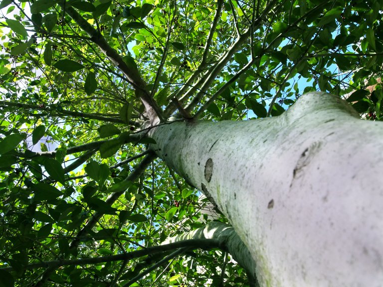 tree white bark up trunk.jpg