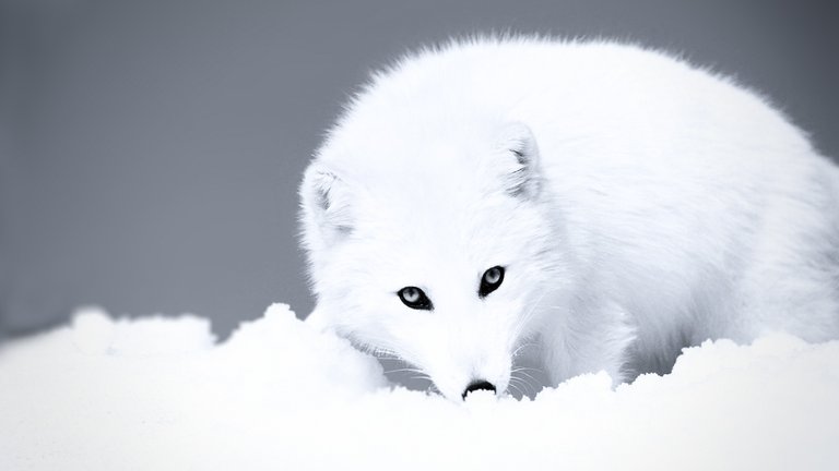 grayscale-arctic-fox-desktop-wallpaper-2560x1440.jpg