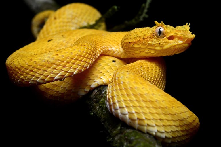 brazil-amazon-eyelash-pit-viper-geoff-gallice-800.jpg