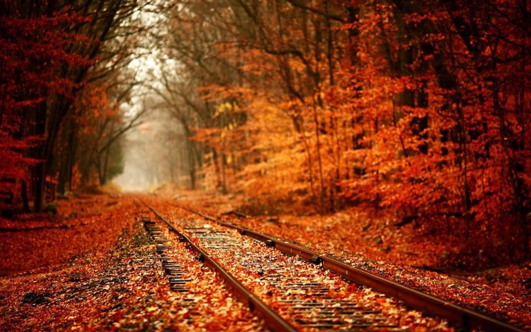 The-Tunnel-Of-Love-During-Autumn-Season.jpg