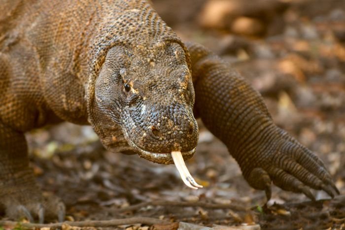 Komodo_Dragon_AdF_ste.jpg