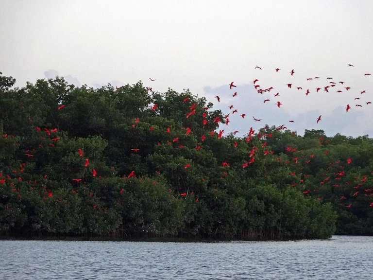 Scarlet-Ibis-trinidad-and-tobago.jpg