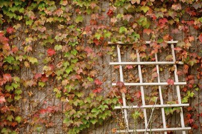 boston-ivy-wall-400x266.jpg