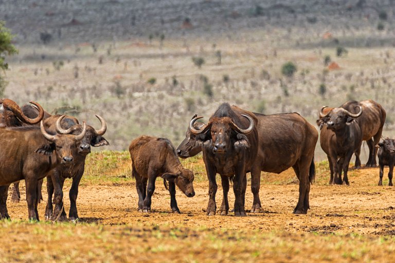 Family of african buffalo1.jpg