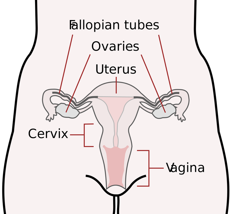 2000px-Scheme_female_reproductive_system-en.svg.png