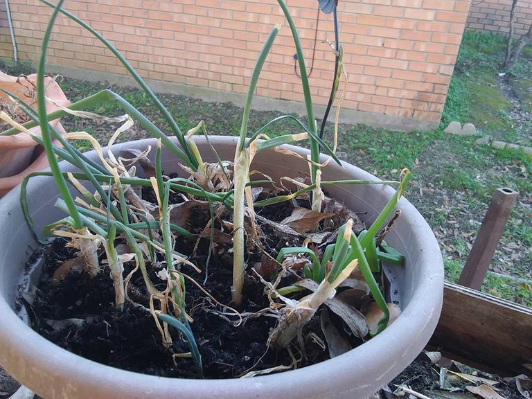 reclaim garden 2018 scallions replanted 1.8.jpg