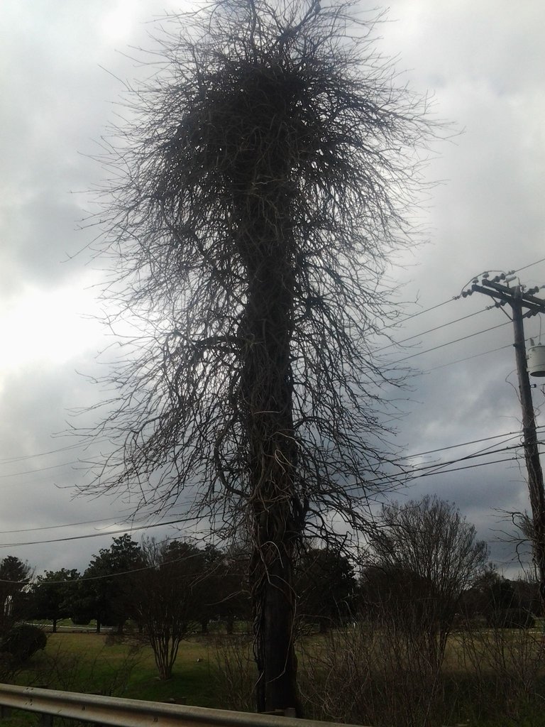 The Tree at Cobb Parkway & Windy Hill Road Marietta, GA Dawn Land Photography, 2015..jpg