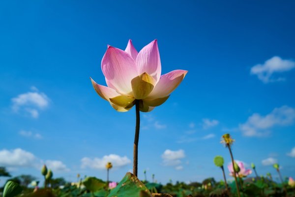 Lotus Flower.jpg