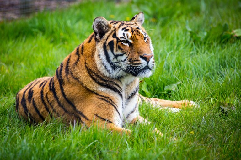 tiger-692776085-5888ae5d5f9b58bdb386e9af.jpg