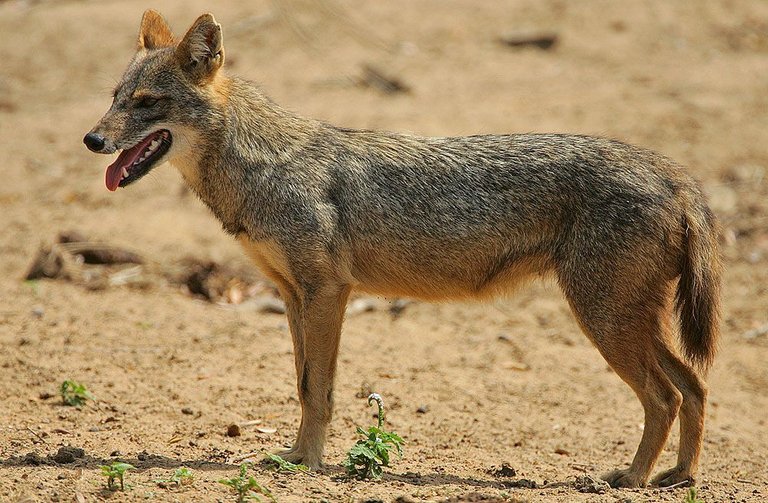 Flickr_-_Rainbirder_-_Golden_Jackal.jpg