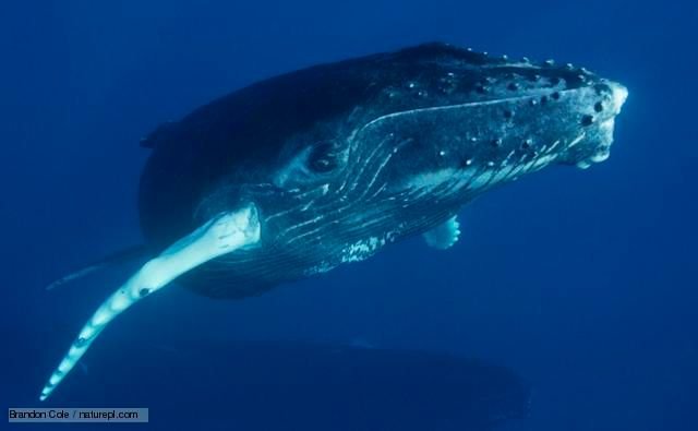 humpback_whale_1.jpg