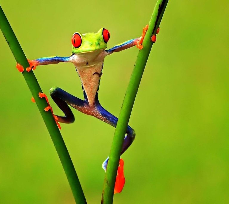 Frogs_Green-wallpaper-10600663.jpg