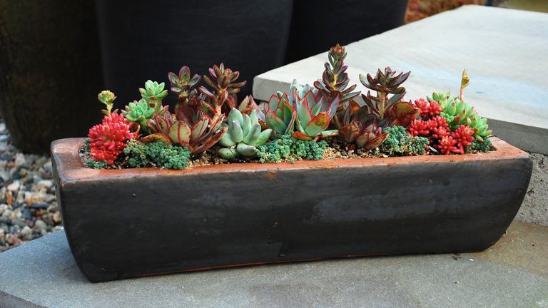 54ff0d961cc4b-ghk-fake-green-thumb-succulents-s2.jpg