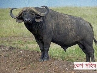 cape-african-buffalo.jpg