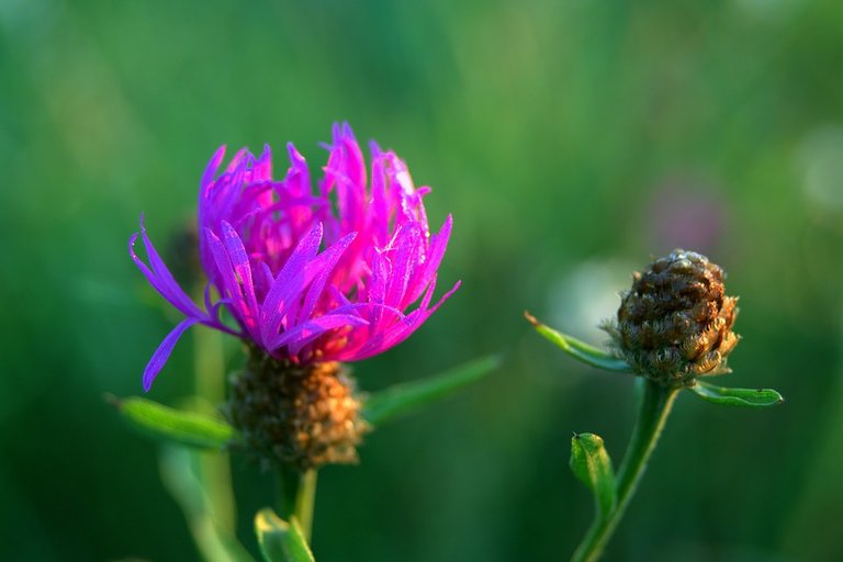 cornflower-1534536_960_720.jpg