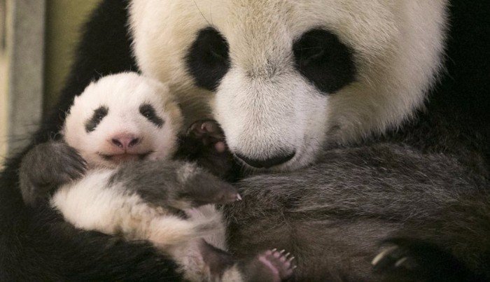 panda-mother-embracing-her-lovely-cub.jpeg