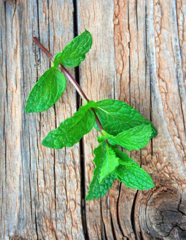 sprig-of-mint.jpg