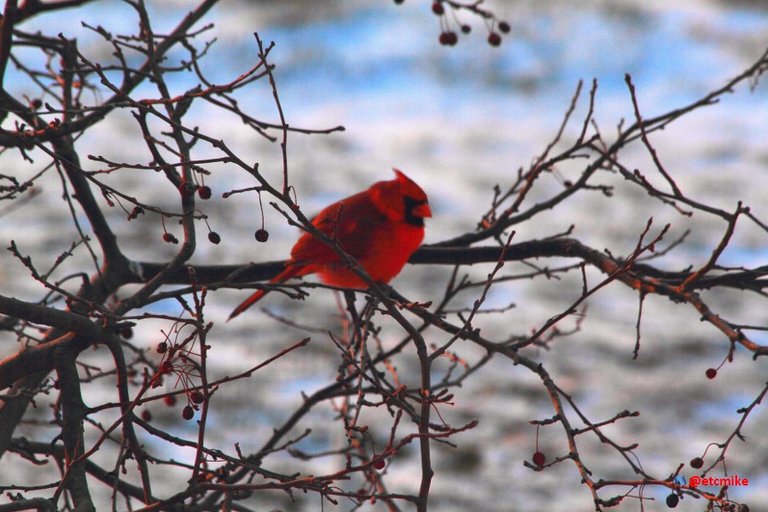 northern cardinal PFW22-sa0011.JPG