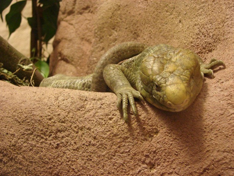 lizard-1376305.jpg