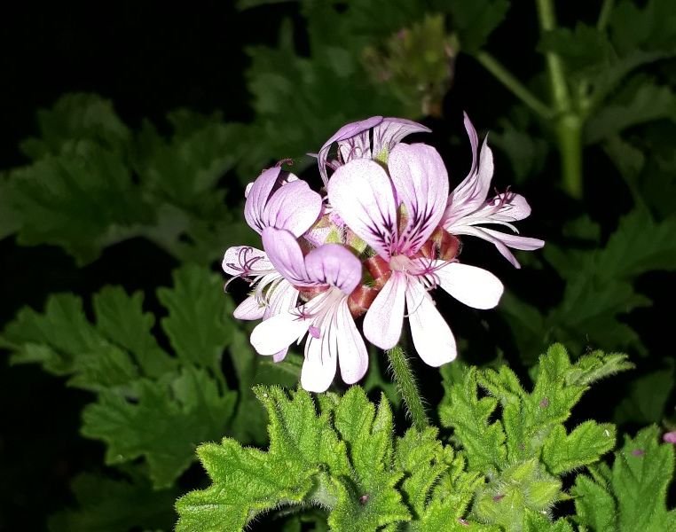 pelargonium flower.jpg