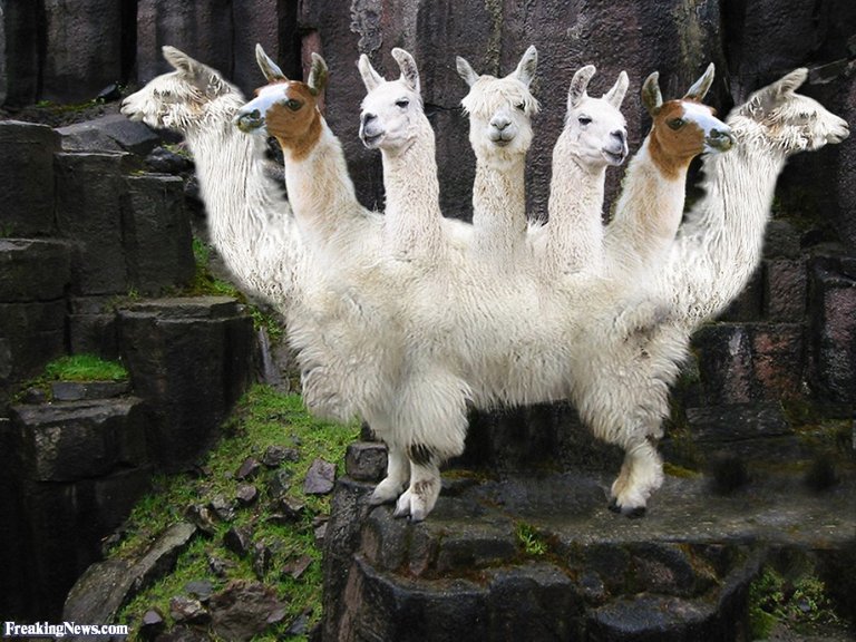 Llama-Goat-53208.jpg