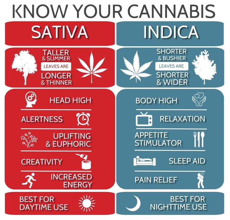 indica-and-sativa-1024x983.jpg