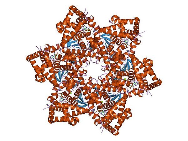 600px-PDB_1svm_EBI.jpg