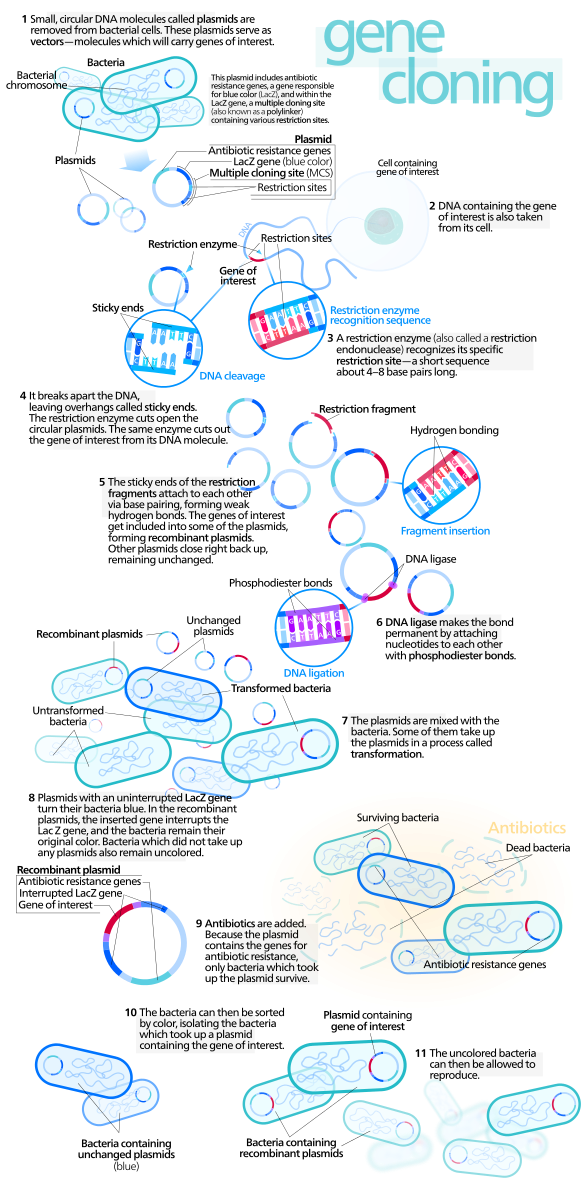 Gene_cloning.svg.png