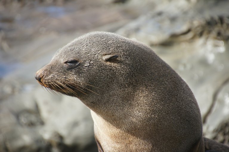 seal.jpg