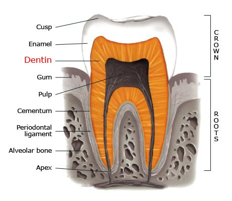 dentin_en.jpg