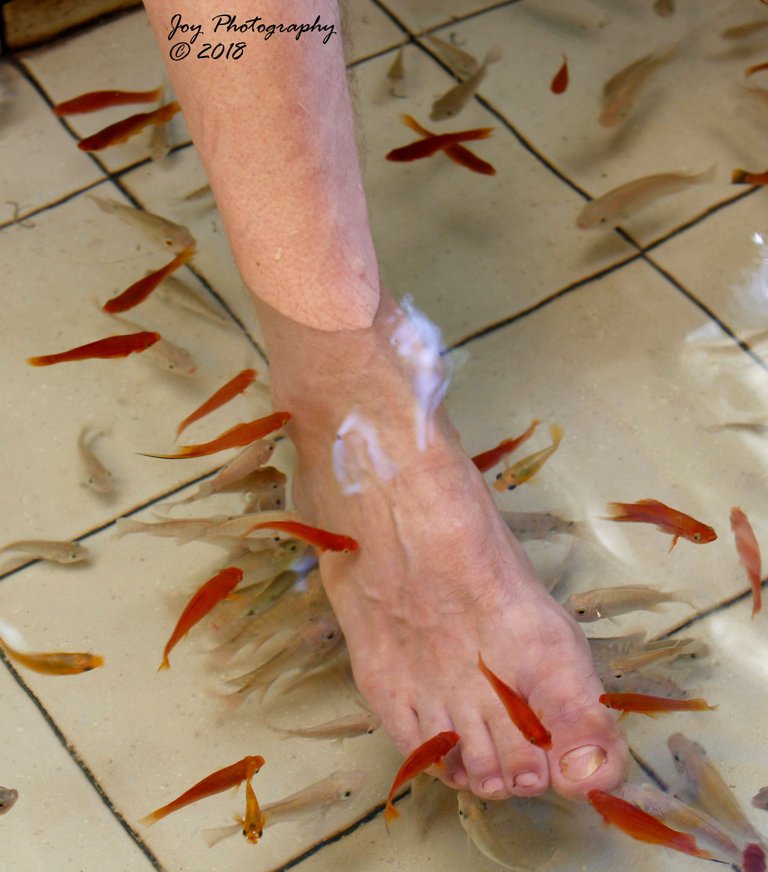 Fish spa-01.jpg