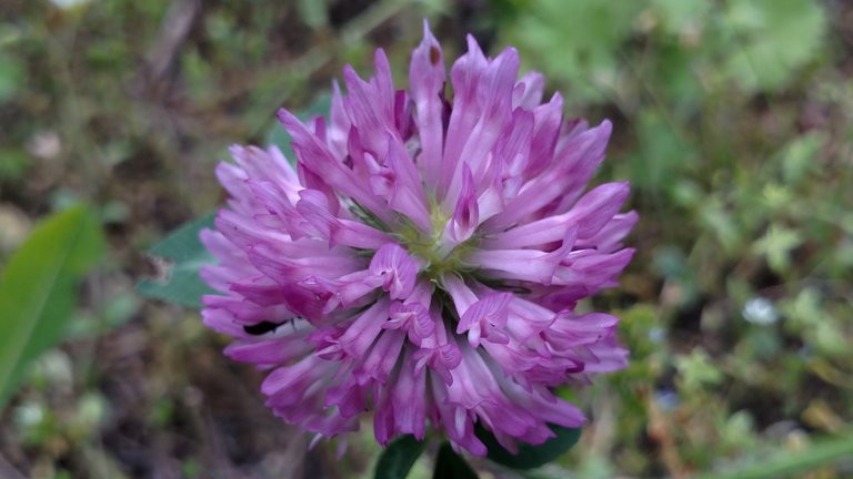 Clover flower 1.jpg