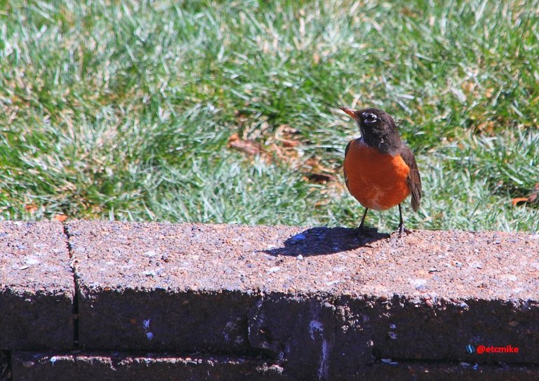 american robin PFW22-sa0045.JPG