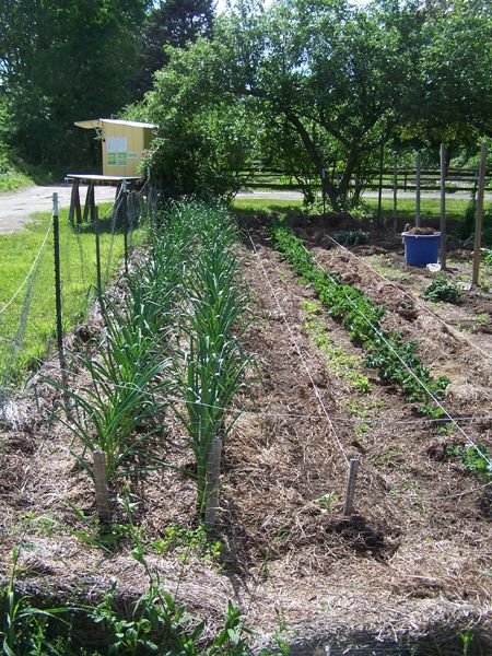 Big garden - garlic, carrots, kale, horehound crop June 2017.jpg